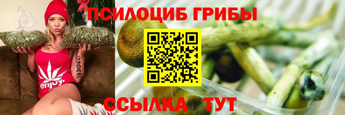 Псилоцибиновые грибы Psilocybe Ленинск-Кузнецкий